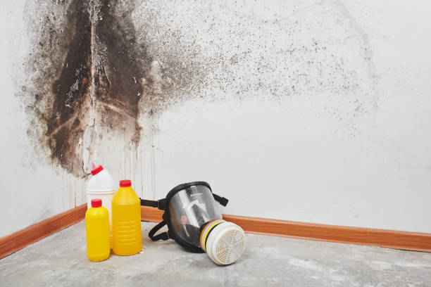 Best Crawl Space Mold Remediation in Mledgevle, IL