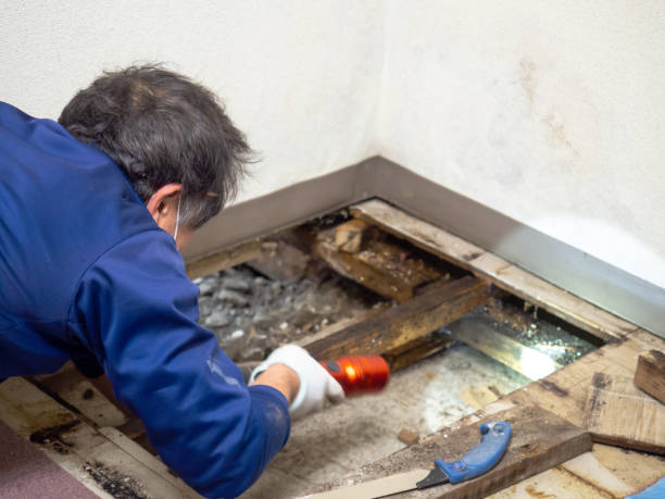 Best Insurance-Related Mold Remediation in Mledgevle, IL