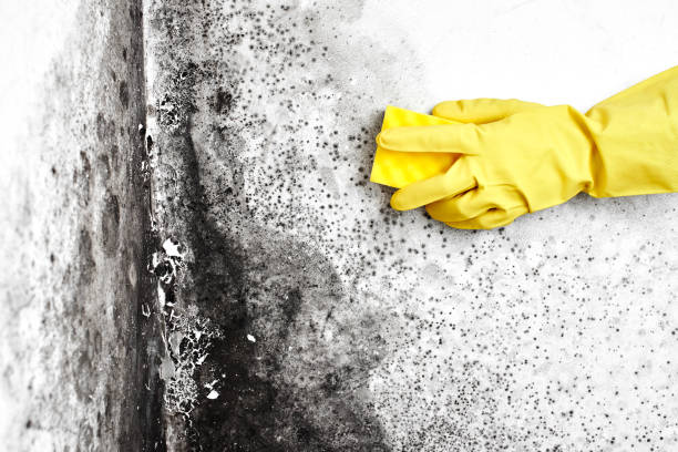 Best HVAC Mold Remediation in Mledgevle, IL