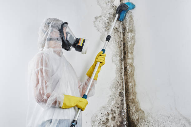 Best Attic Mold Remediation in Mledgevle, IL