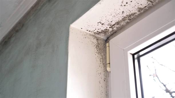 Best Post-Flood Mold Remediation in Mledgevle, IL