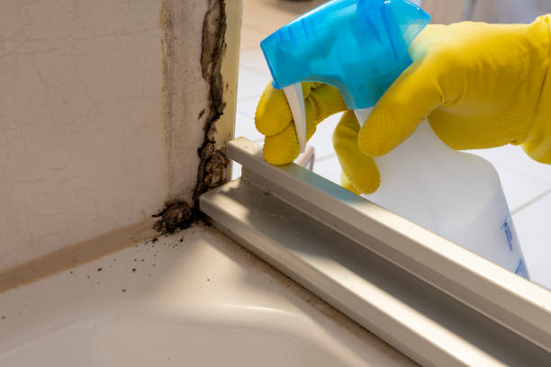 Best Industrial Mold Remediation in Mledgevle, IL