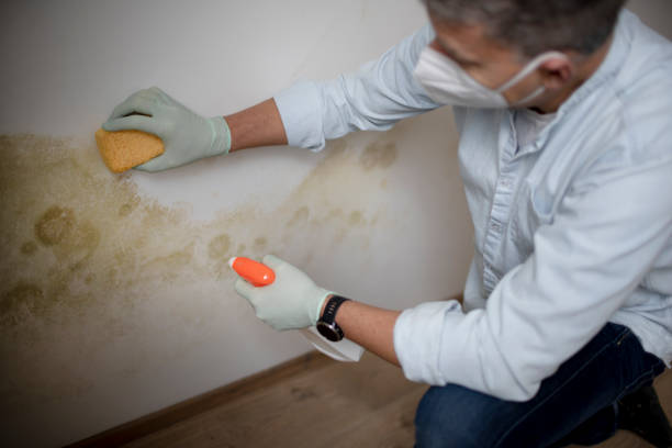 Best Commercial Mold Remediation in Mledgevle, IL
