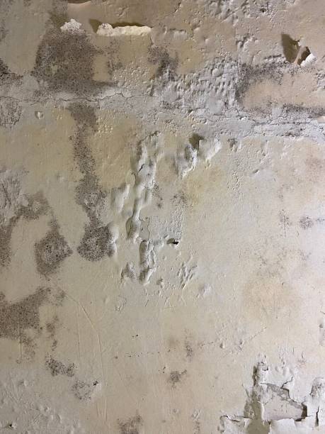 Milledgeville, IL Mold Remediation Company