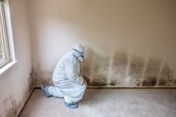Best Black Mold Remediation in Mledgevle, IL