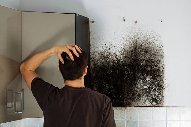 Best White Mold Remediation in Mledgevle, IL