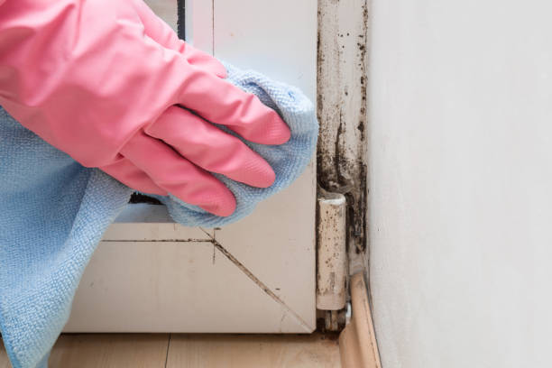 Best Mold Remediation for Schools in Mledgevle, IL